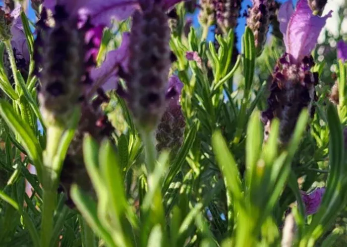 別荘 Casa Vitorino レイリア