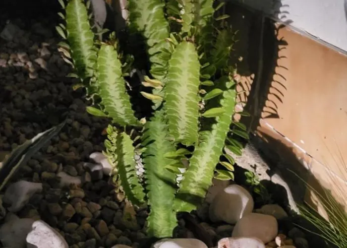 Casa Vitorino 別荘