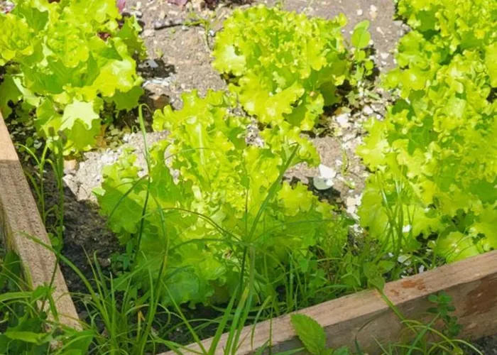 Casa Vitorino レイリア